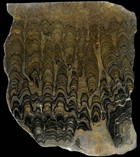 Stromatolite (Greysonia) Slab From Bolivia #114477